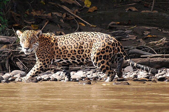 4 - Day Manu National Park Amazon Jungle Tour depuis Cusco