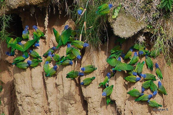 4 - Day Manu National Park Amazon Jungle Tour depuis Cusco