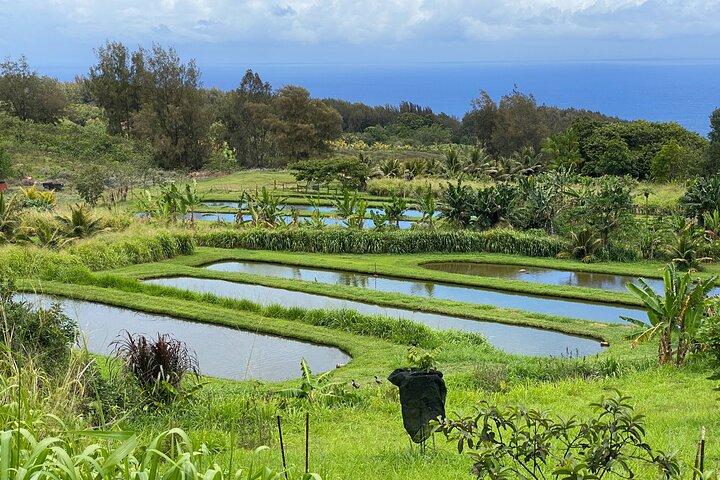 Waipi’o a cavallo:Attività simili a Working Cattle Ranch
