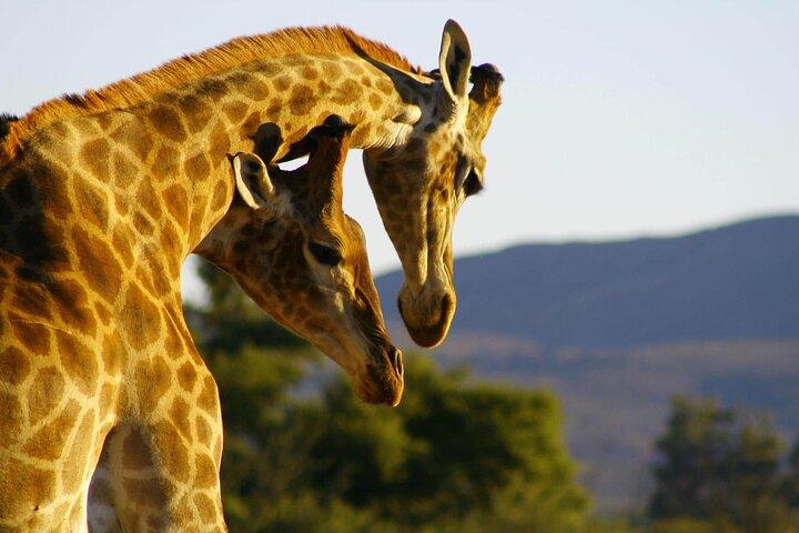 2 Day Inverdoorn Luxury Safari