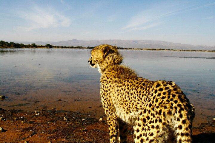 2 Day Inverdoorn Luxury Safari