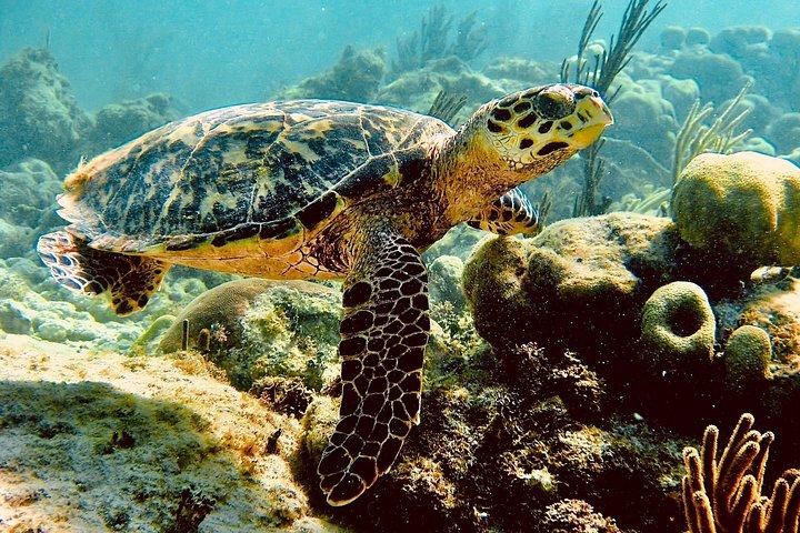 Sea Turtle Sanctuary In Akumal With Cenotes