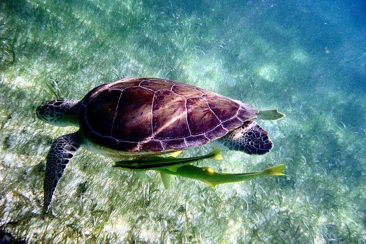 Sea Turtle Sanctuary In Akumal With Cenotes