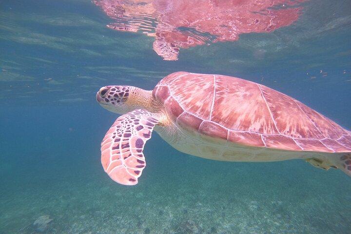 Costa Maya, plongée en apnée sur le récif avec des poissons, à la recherche de tortues