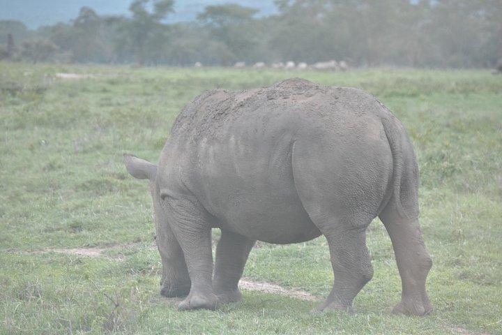 7 泊 8 日マサイマラ：ガーリブによるモンバサ サファリ