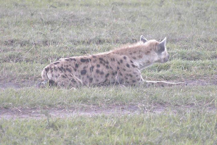 7 泊 8 日マサイマラ：ガーリブによるモンバサ サファリ
