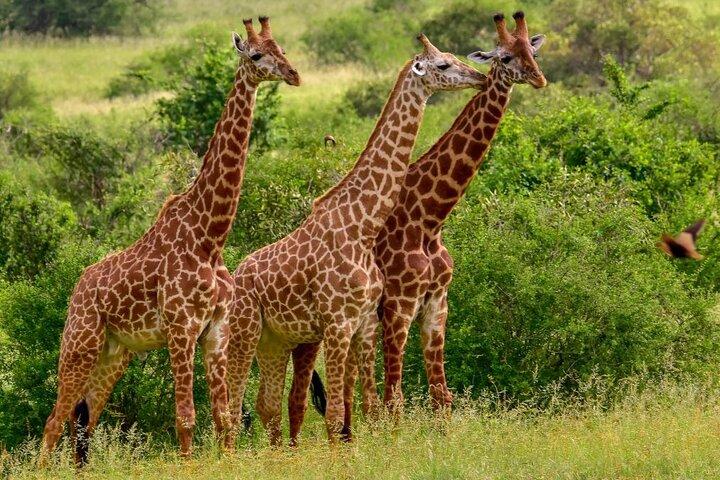 3 dagars Tsavo East Safari från Mombasa, Diani, Malindi eller Watamu