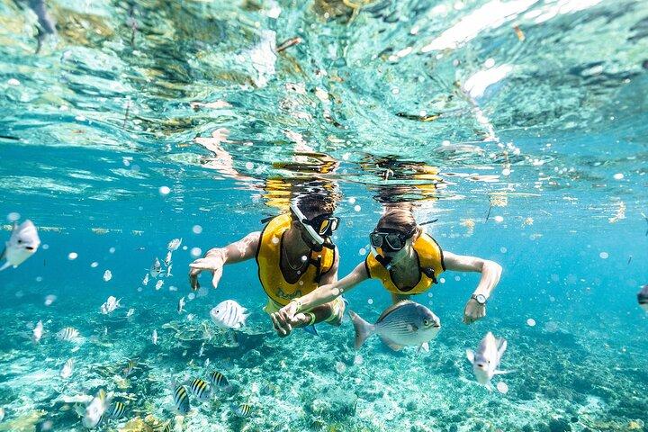 With Transport, Shipwreck, Cenote, and Reef and Turtles Included