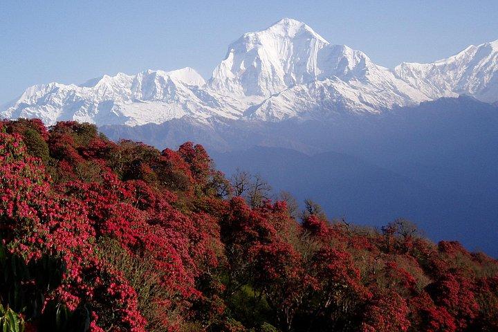 11-Days Trekking in Annapurna Base Camp
