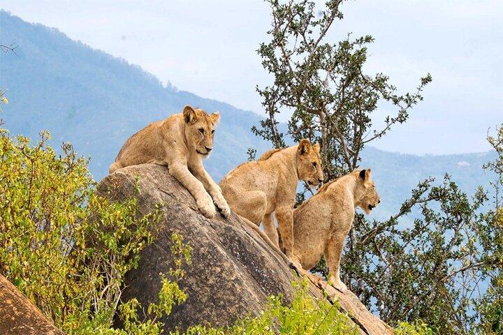 4 dias, 3 noites - Melhor coisa para fazer Tsavo East/West e Amboseli
