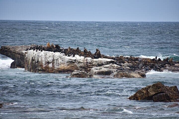 Cape of Good Hope Penguins Private Tour Customizable Experience