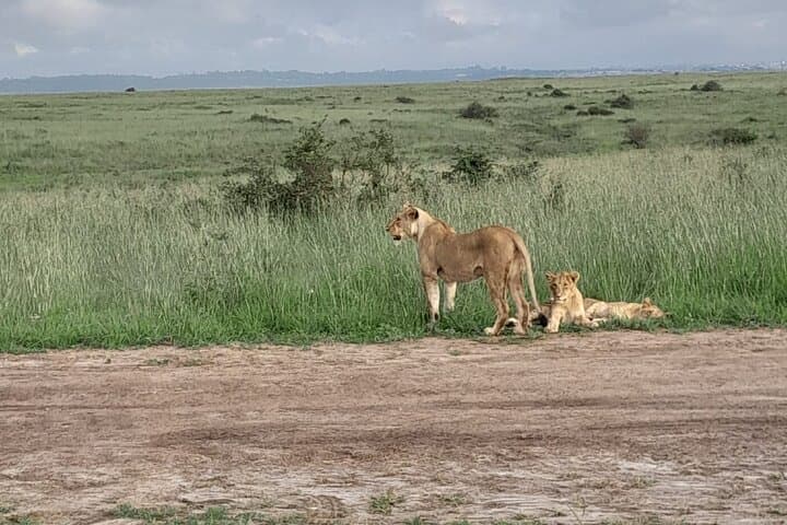 Masai Mara National Reserve Day trip From Nairobi.
