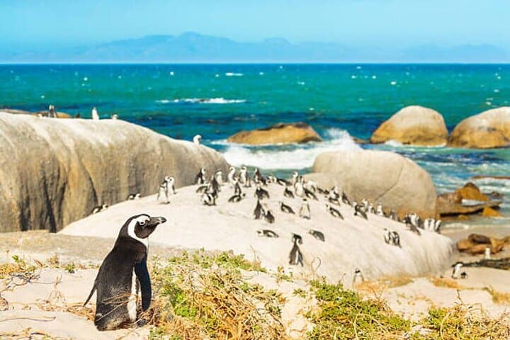 Cape of Good Hope Penguins Private Tour Customizable Experience
