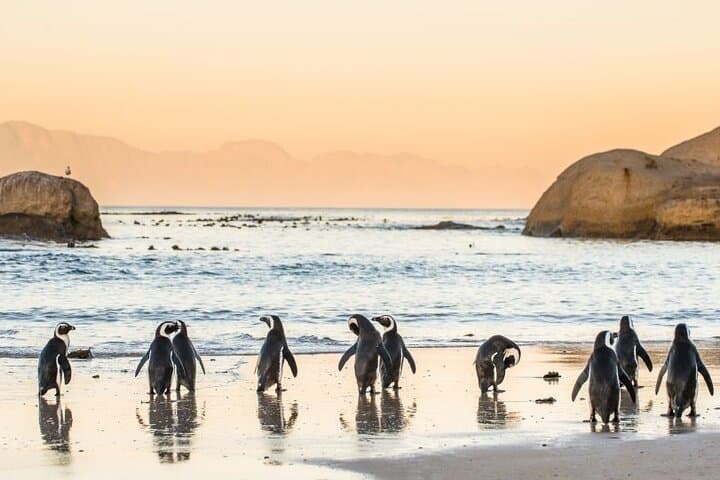 Cape Peninsula Tour