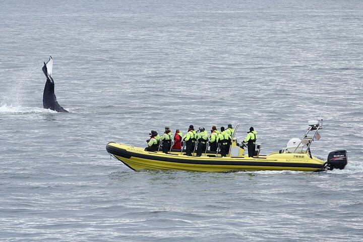 Walvissen spotten per RIB-speedboot vanuit het centrum van Reykjavik
