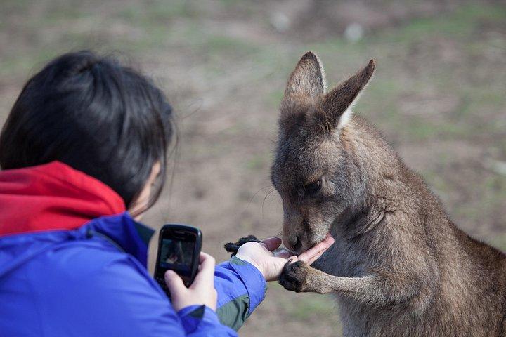 ホバート : フィールド山、ウェリントン山＆ワイルドライフ-アクティブ日帰りツアー
