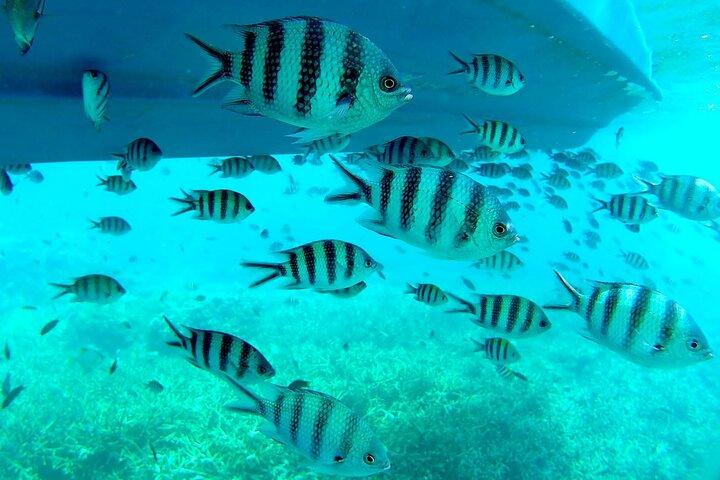 3 dage og 2 nætter Tioman Tour Package fra Singapore