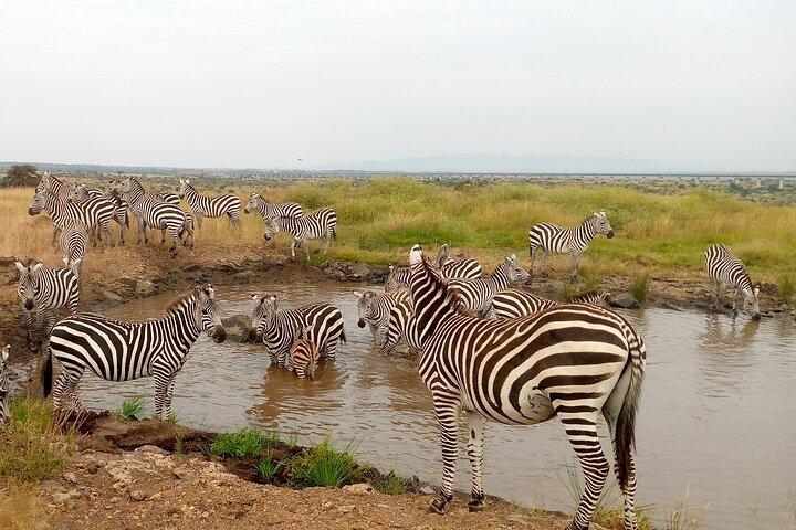 Tour privato di Amboseli di 2 notti e 3 giorni