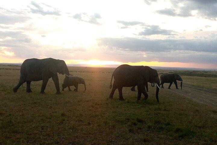 Tour privato di Amboseli di 2 notti e 3 giorni