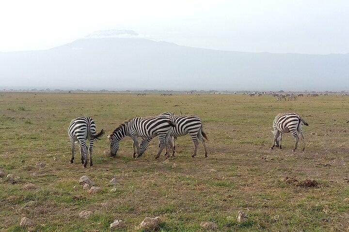 Tour privato di Amboseli di 2 notti e 3 giorni