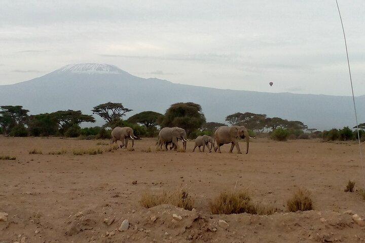 Tour privato di Amboseli di 2 notti e 3 giorni