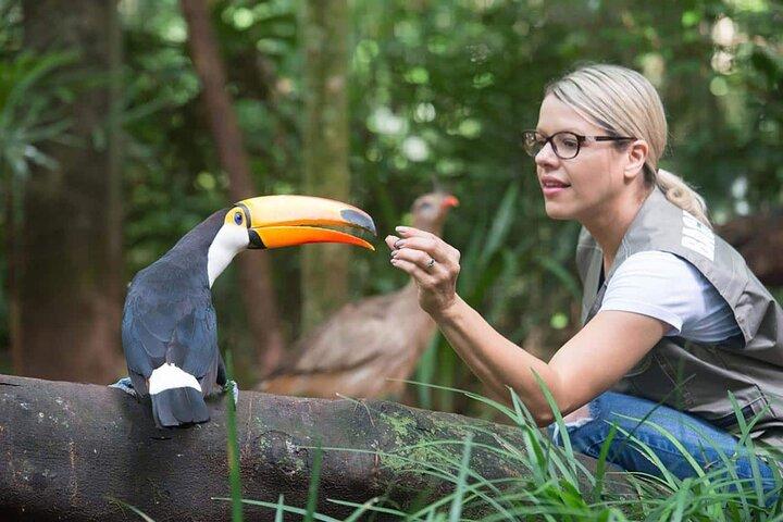 ブラジルのイグアスの滝とバード パークへのツアー