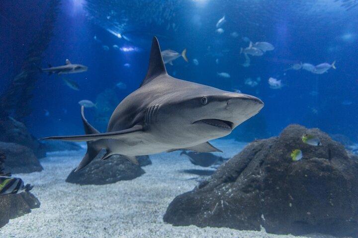 Lisbon Oceanario: Aquarium Entrance Ticket