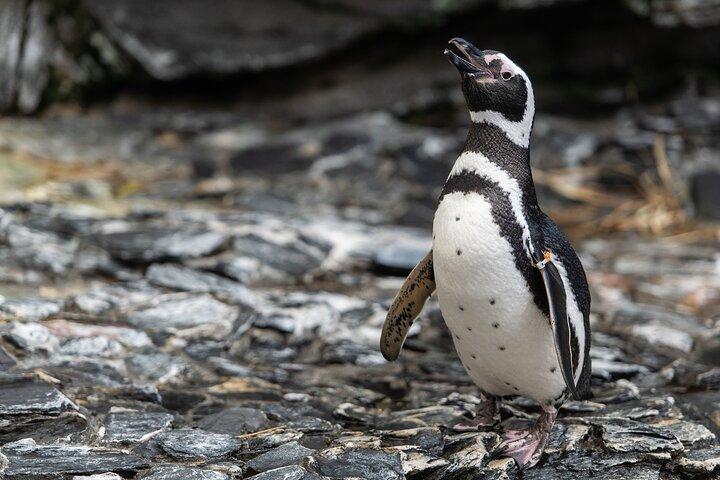 Lissabon Oceanario: Adgangsbillet til akvariet