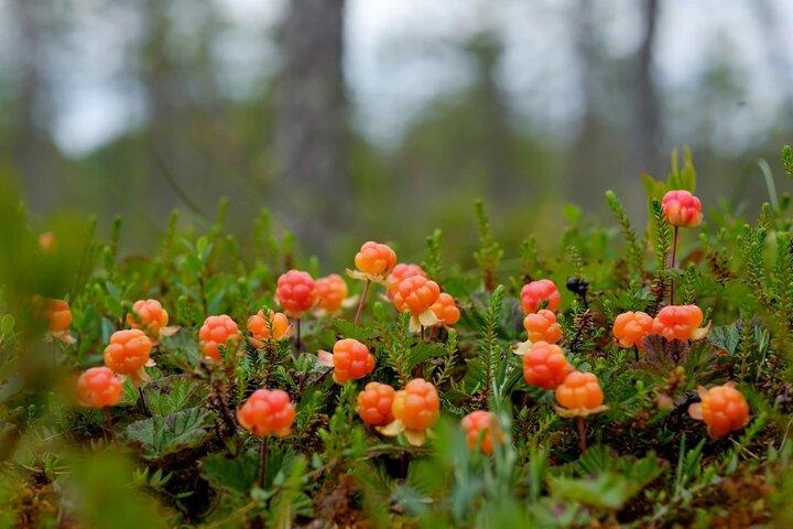 Vilda skogsbär och svampplockning