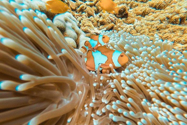 Similan Islands Private Tour