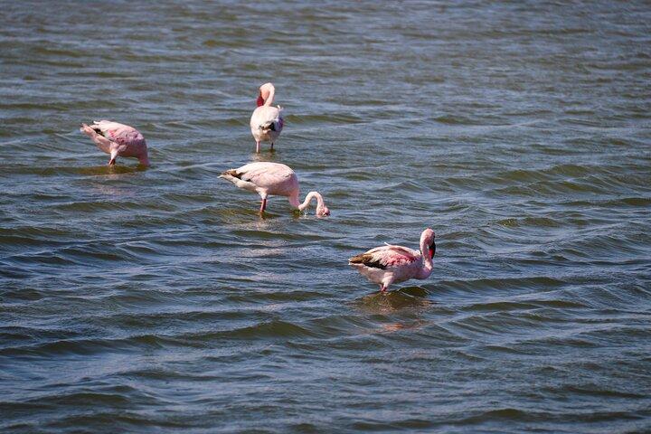 Tour in 4x4 di Sandwich Harbour