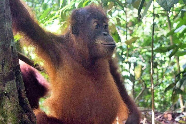 3日間メダンオランウータンBukit Lawang