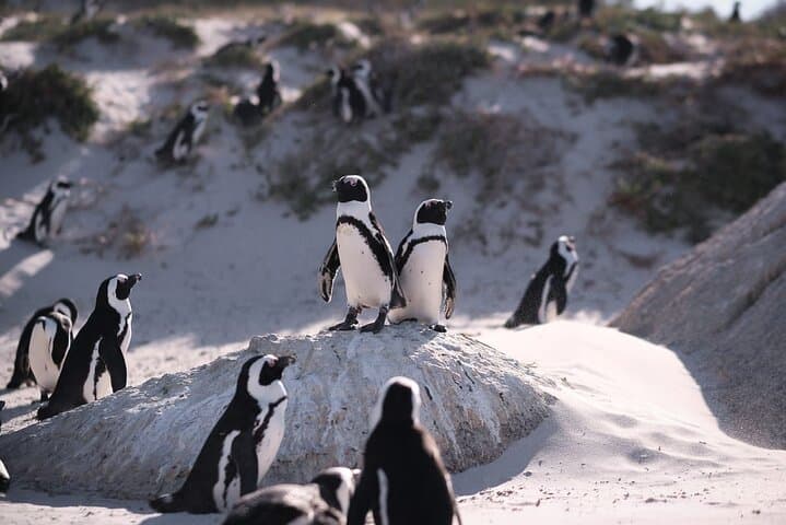 Boulders Beach Penguin Colony Tour