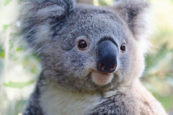 Equitazione, koala e canguri - Wild Australia: tour privato