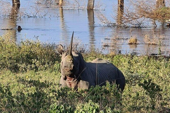 ナイロビからマサイマラとナクル湖のサファリガイド4日間