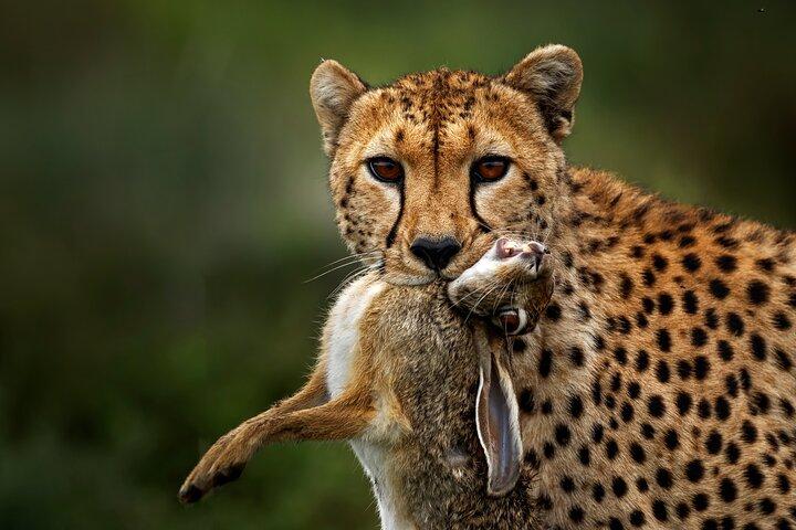 Tour de 2 días en el Parque Nacional del Lago Manyara y el cráter del Ngorongoro
