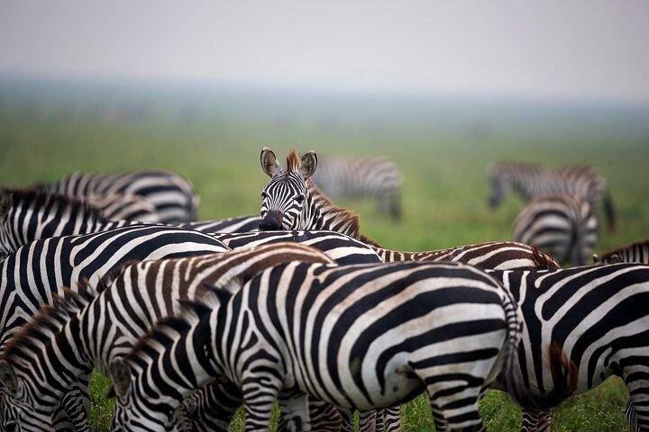 Tour de 2 días en el Parque Nacional del Lago Manyara y el cráter del Ngorongoro
