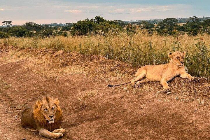 Oplev Nairobi National Park, Afrikas eneste bysafari
