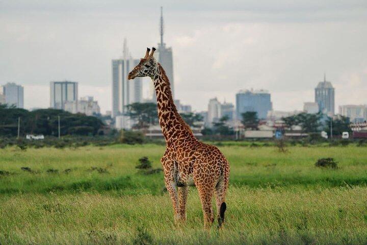Upptäck Nairobi National Park, Afrikas enda urbana safari