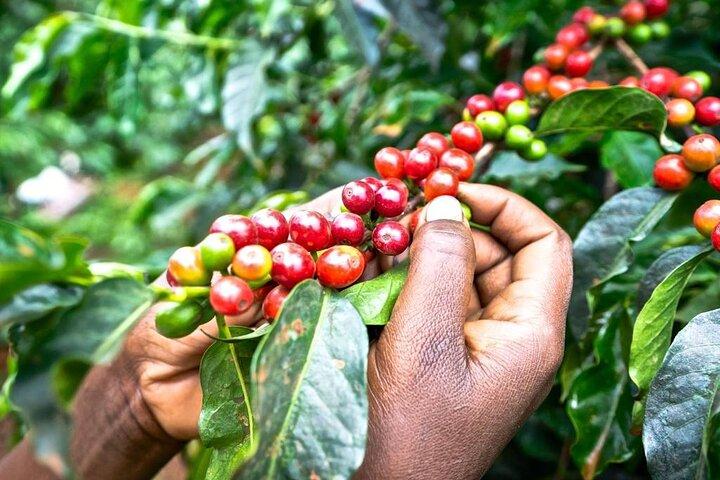 Visite privée d'une demi-journée à Fairview Coffee Farm au départ de Nairobi