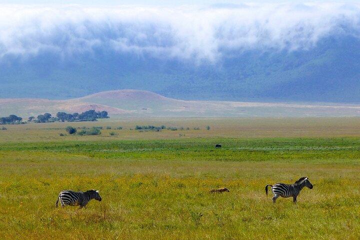 3 dages Tanzania Safari: Tarangire, Manyara og Ngorongoro Crater