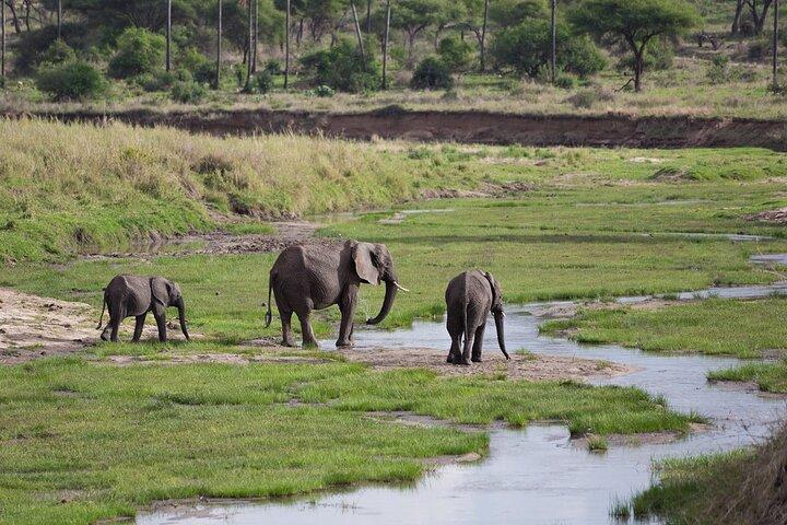 3 dages Tanzania Safari: Tarangire, Manyara og Ngorongoro Crater
