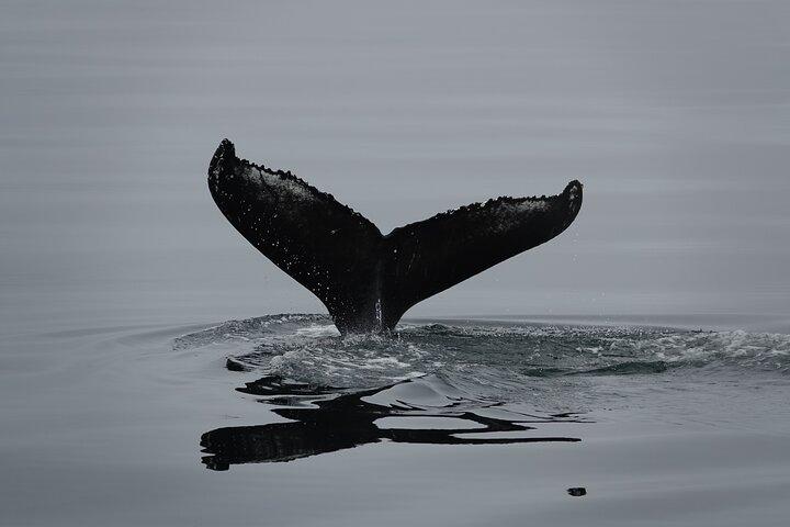 Reykjavík Bay Arctic Rose Whale Watching Excursion