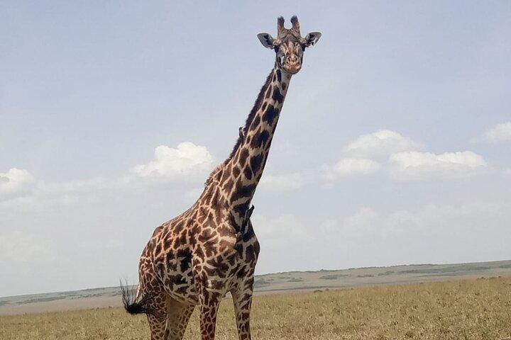 アンボセリ国立公園への日帰り旅行