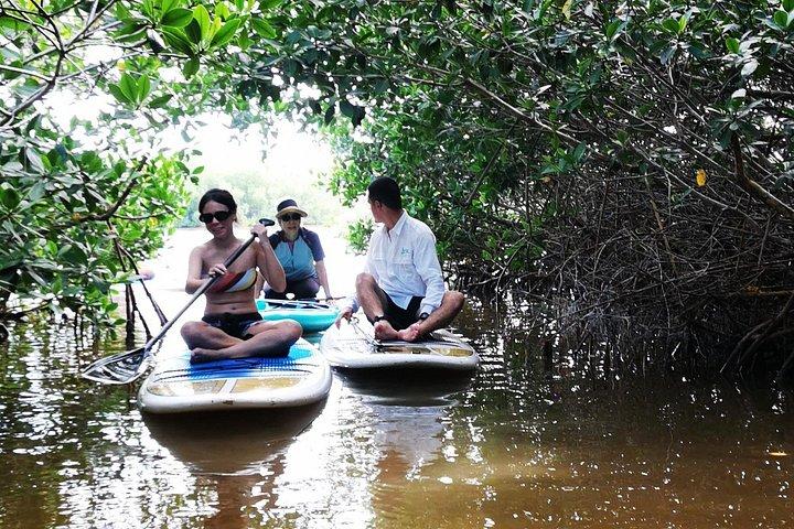 Leer Paddle Board en verken de mangroven van Progreso