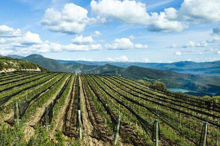 Tour privado de cata de vinos y visita en Ribera Duero