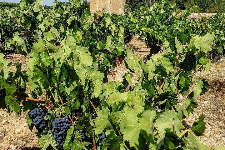 Dégustation de vin privée et visite guidée à Ribera Duero