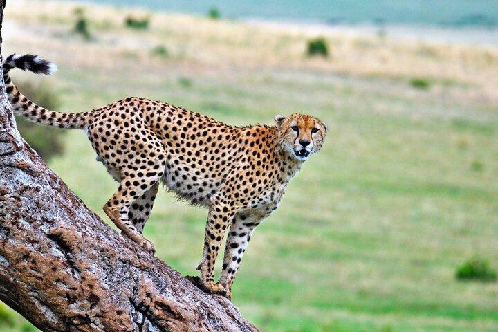 Cratera de Tarangire, Serengeti e Ngorongoro