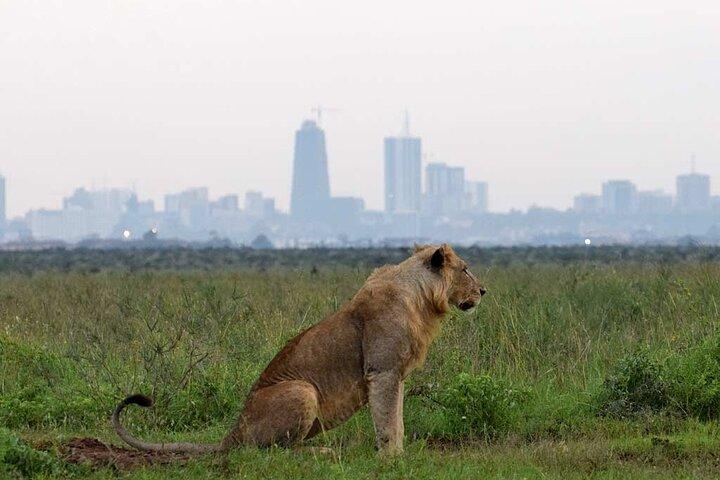 Day Tour To Nairobi Park and Giraffe Center