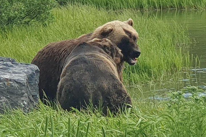 アンカレッジからアラスカ野生生物保護センターへの VIP ツアー